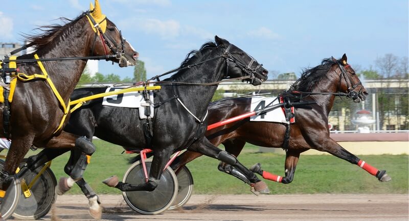 trotting horses racing on the track
